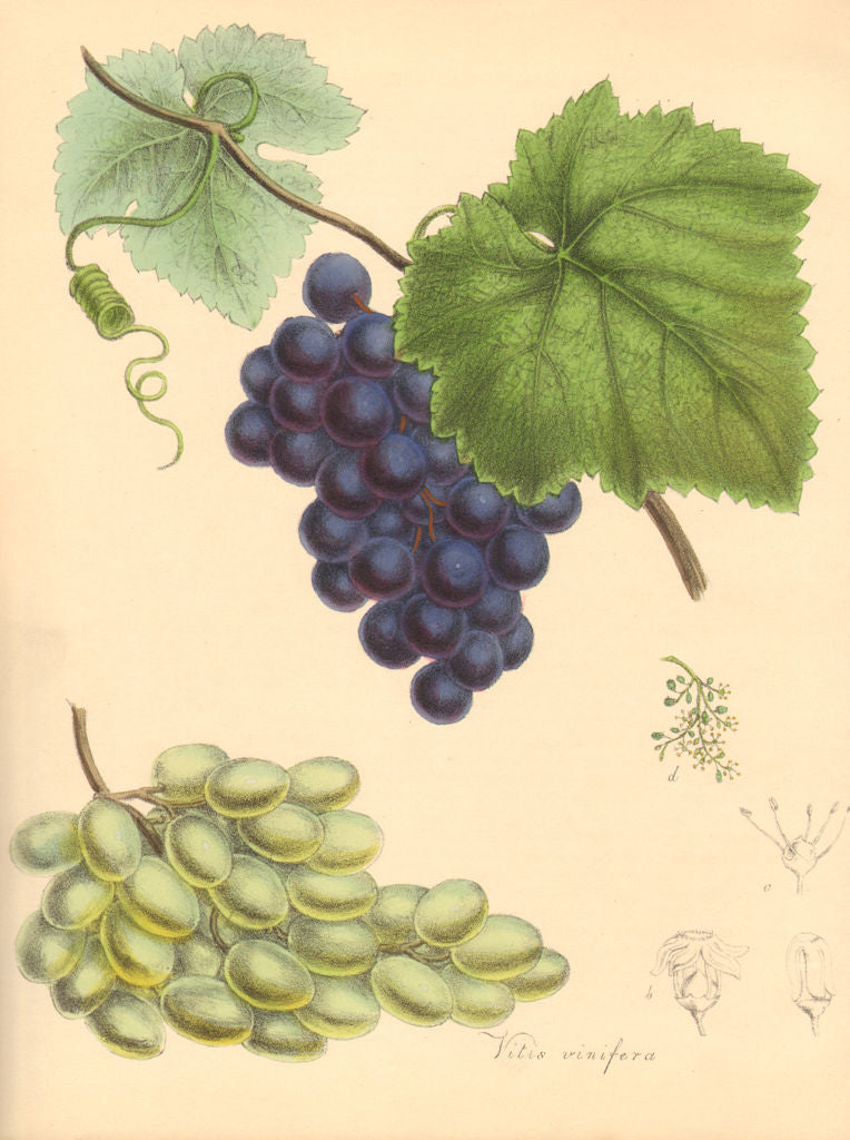 PLANTAE UTILIORES. Grape Vine (Vitis Vinifera) Hand colour. BURNETT 1842 print